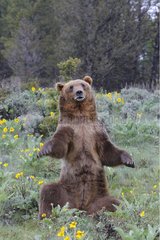 Grizzly sitting in the grass USA