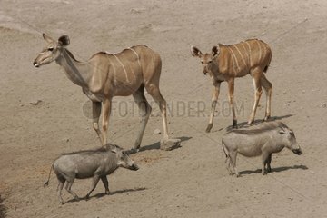 Greater Kudus and Wart Hogs National park of Etosha Namibia