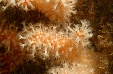 Alcyon Rouge Brittany France Polyps