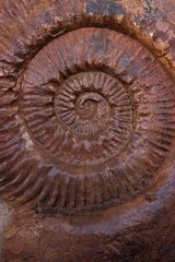 Ammonitparkinsonia mitten im SÃ¼dfrankreich in SÃ¼dfrankreich