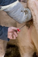 Befruchtung einer Charolaise Kuh Frankreich