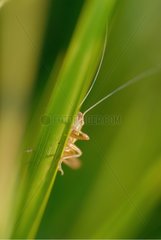 Grasshopper on an herb France