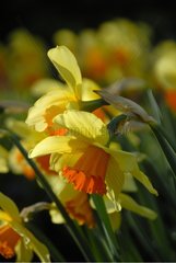 NARCISSUS 'FORTISSIMO'
