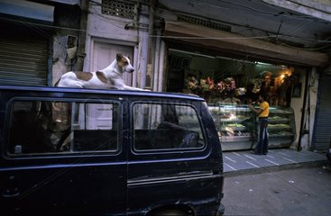 Hund liegt auf einem Auto in der Straße Delhi India