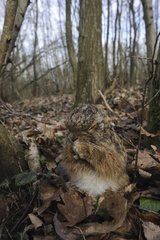 European Hare making its toilet in winter France