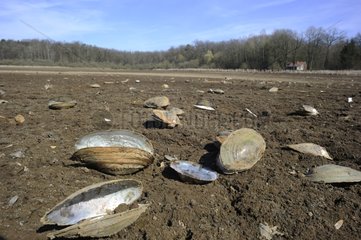 Swan mussels dead on the pond bottom France