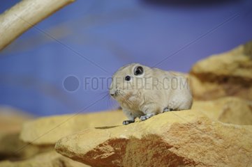 North African Gundi on a rock