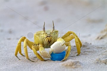 Socotran Ghost crab and plastic cap Socotra Yemen