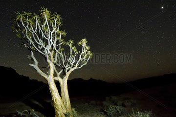 Quiver tree at night in the Ai-Ais Richtersveld NP in RSA
