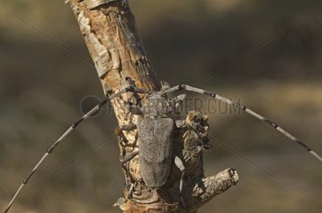 Siberian timberman beetle on a branch Denmark