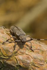 Siberian timberman beetle on branch Denmark