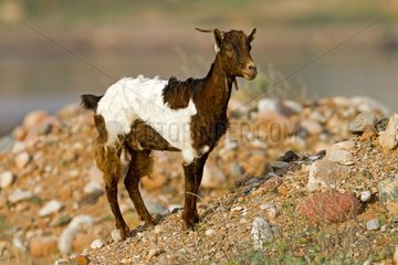 Domestic goat on the island of Socotra in Yemen