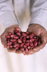 Hands carrying of red seeds