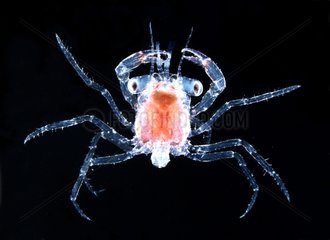 Larve de Crabe planctonique et pélagique