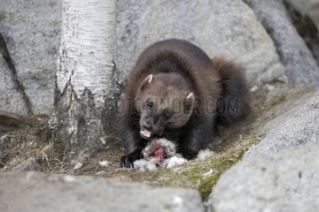 Wolverine eating a prey Kuhmo Kainuu Finland