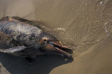 Gemeinsamer Delphin  der am Cap Ferret Gironde Strand gestrandet ist