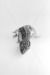 Portrait de Gecko-léopard Studio