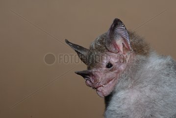 Porträt von Pale-Face Bat Guayana