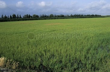 Rice plantation in June Camargue