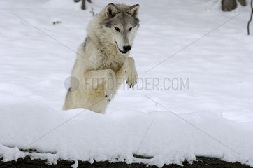 Wolf jumping over a snow-covered tree trunk Montana USA
