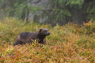 Wolverine in autumnal végétation Haelsingland Sweden