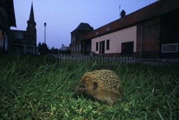European Hedgehog at dusk in search of food