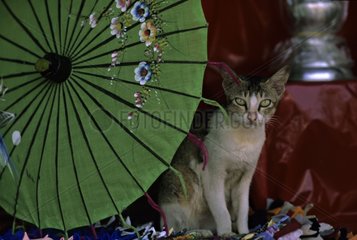Cat sitting near a sunshade Burma