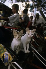 Cats sitting in a bicycle rickshaw Burma
