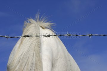 Mane of Connemara Pony and barbed wire Ireland