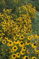 Rudbéckie 'Goldsturm' en fleur dans un jardin en été