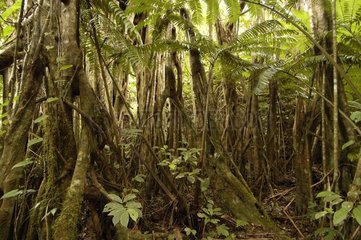 Racines de Ficus Koroyanitu National Héritage Park