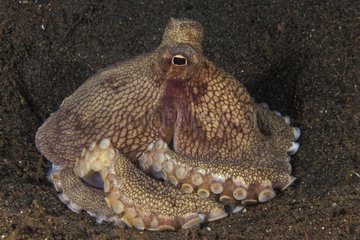 Veined octopus Bali Indonesia
