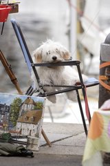 Maltese Bichon resting on a chair near to a painting