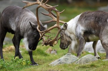 Caribous fighting during the rutting season Sweden