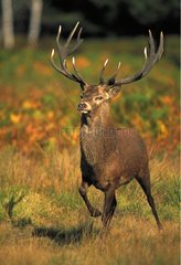 Red Deer Stag in rut United Kingdom
