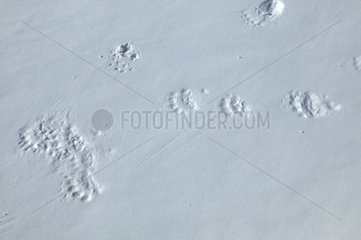 Spuren eines weiblichen Eisbärs mit ihren Jungen im Schnee