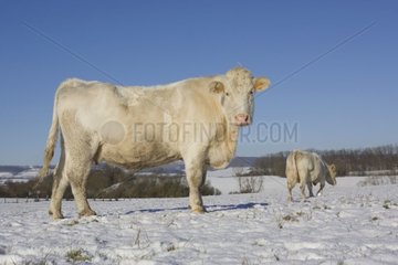 Kuh Charolaise in einer von Meadow schneebedeckten Wiese