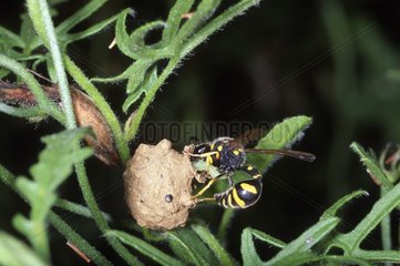 Potter wasp depositing a caterpillar paralysed in its nest