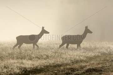 Two hinds in the mist in autumn Great Britain