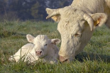 Charolaise Cow und sein Kalb nach seiner Geburt