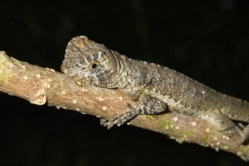 Mophead Iguana on a branch French Guiana