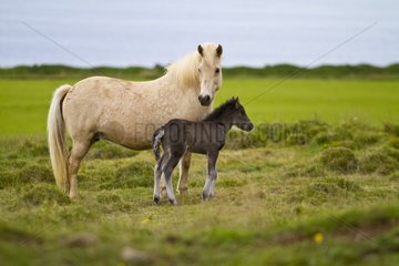 Icelandic horse and its foal in a field in Iceland