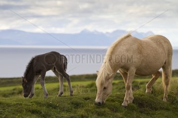 Icelandic horse and its foal in a field in Iceland