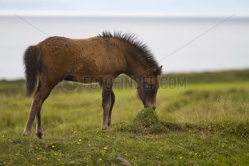 Icelandic horse foal in a field in Iceland