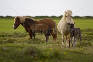 Icelandic horses and foals in a field in Iceland