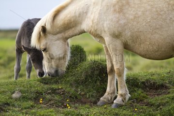 Icelandic horse and foal in a field in Iceland