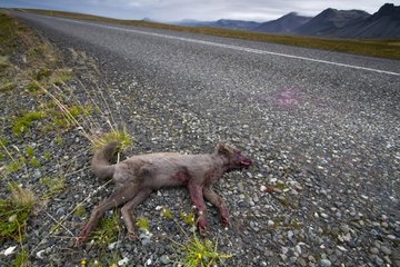 Arctic Fox suffered a car accident Iceland