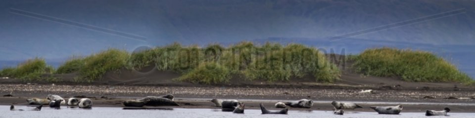 Colony of Grey Seals on a beach at low tide Iceland