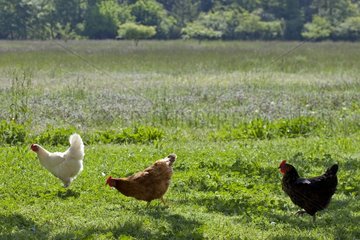 Three hens in a field in Provence France