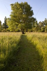Path in the grass in Provence France